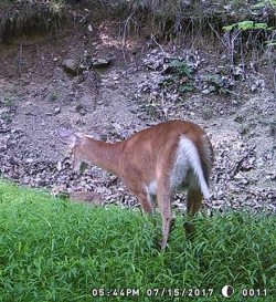 42_doe_and_fox.jpg