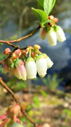 42_lisamayblueberrybuds.jpg