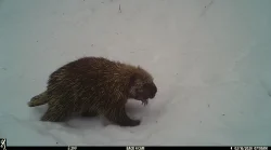 Porcupine Named Spike Photo: Paul Handy