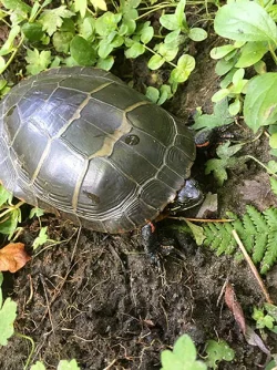 43_painted_turtle.jpg