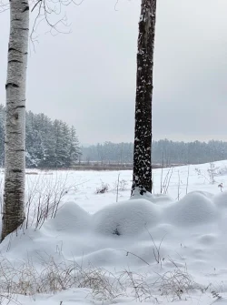 Snowy trees Photo: Brooke Nye