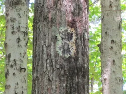 45---tree_8.jpg