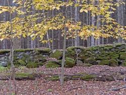 Shaker Stone Wall Photo: Pat Liddle