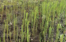 45_horsetails.jpg