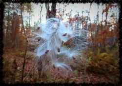 Milkweed Photo: Deb Clough