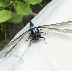 chalk fronted corporal Photo: Jen Danly