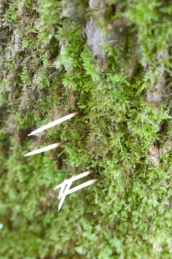 Porcupine Quill tree Photo: Anonymous