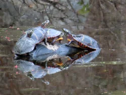 April Turtles Photo: Cathy Weaver Taylor