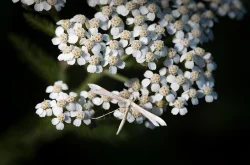 46_tig_plum_moth.jpg