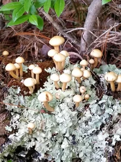 47_long_pond_mushrooms.jpg