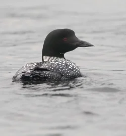 47_tig_loon_august.jpg