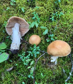 Mushroom Photo: David Porter