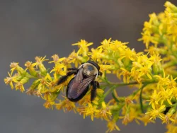 Carpenter bee Photo: Ross Lanius