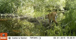 4_Bobcat_8_1_2015_EA2_LR.jpg Photo: Eric Aldrich