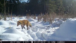 4_Fox_Cam.jpg Photo: Dave Mance III