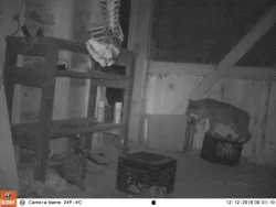 4_bobcat_camera.jpg Photo: Dave Mance III