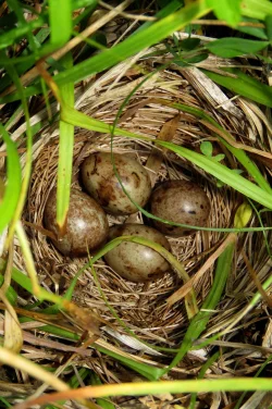 Egg nest Photo: Allan Strong