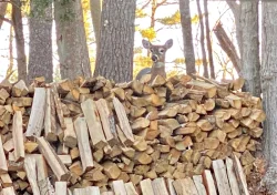 Deer woodpile Photo: Matt DeLuca