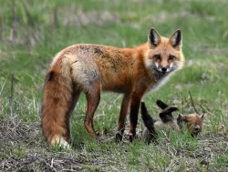 May Fox Photo: Lonnie Jandreau