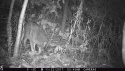 4_possum_1985.jpg Photo: Photo Credits: Jade Jarvis and Alyssa Valentyn