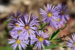 Purple blossoms Photo: Jack Saul
