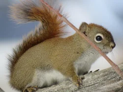 4_squirrel_janet_moses_web.jpg