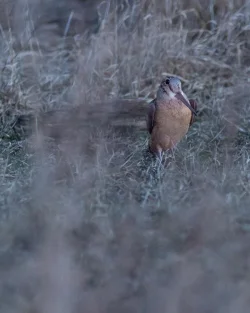4_woodcock2.jpg