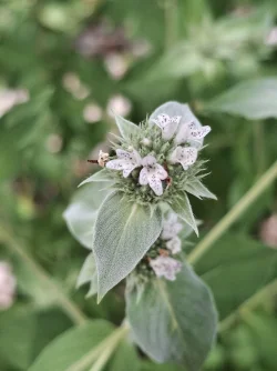 Mountain mint bloom Photo: Emily S. Rowe
