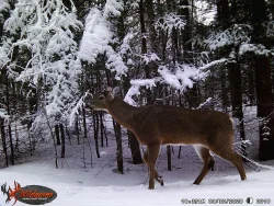 Deer Snow Photo: Lonnie S. Jandreau