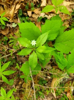 Starflower Photo: Stephen Fox