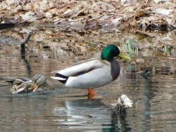 Mallard Pair Photo: Nate Lambert