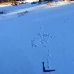 Bobcat tracks Photo: Ben Haubrich