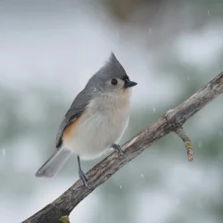 Tufted titmouse Photo: Charlie Schwarz