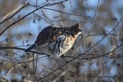 Ruffed grouse Photo: Lonnie Jandreau