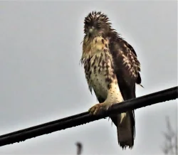 Rainy hawk Photo: Sue March