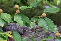 Beech nuts Photo: Judy Sweet