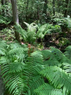 Ferns Photo: Nancy Halloran