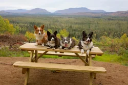 Dog party Photo: Tom Grett