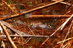 Spotted Salamander Photo: Ken Hatch