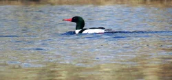 Merganser Photo: Richard Philben