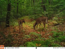 5_EK000233.jpg Photo: Northern Woodlands