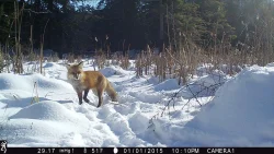 5_Fox_Cam.jpg Photo: Dave Mance III