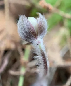 Sharp Lobed Hepatica Photo: Jason Berard