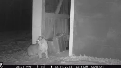 5_bobcat_camera.jpg Photo: Dave Mance III