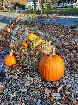 Halloween decor Photo: Emily S. Rowe