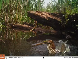 5_green_heron.jpg Photo: Northern Woodlands