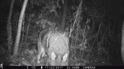 5_possum_1989.jpg Photo: Photo Credits: Jade Jarvis and Alyssa Valentyn