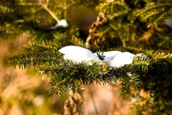 5_snow_on_branch.jpg
