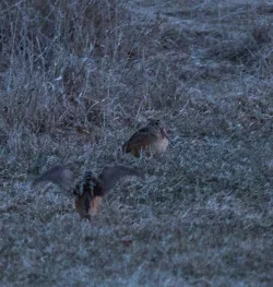 5_woodcock3_tosee.jpg