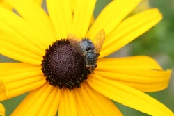Yellow flower Photo: Jack Saul